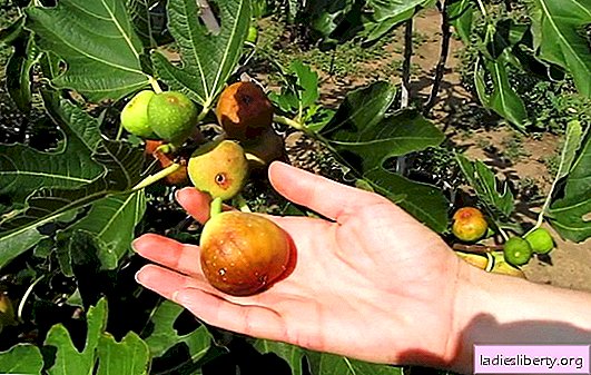 Growing figs: the rules of care for demanding Southerner. How to grow figs in the garden and at home?