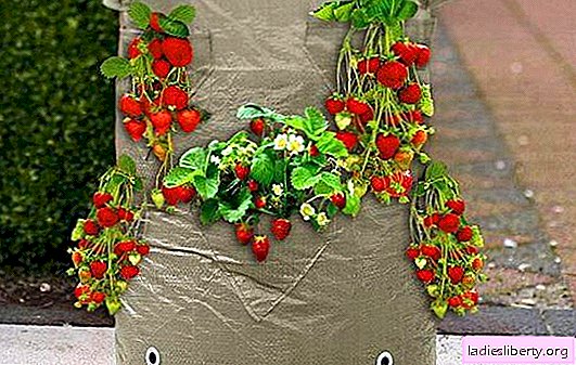 Growing strawberries in bags. All the recommendations on how to plant and grow strawberries in bags: how profitable it is