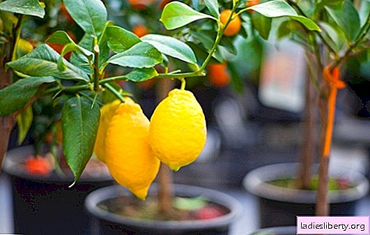تزايد الليمون في المنزل: لا تخافوا من الصعوبات! كيفية تسريع الاثمار عندما تنمو الليمون؟