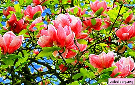 Cultivo de magnolia: todas las sutilezas del cuidado. Variedades y tipos de magnolias (foto), que son mejores para la región de Moscú