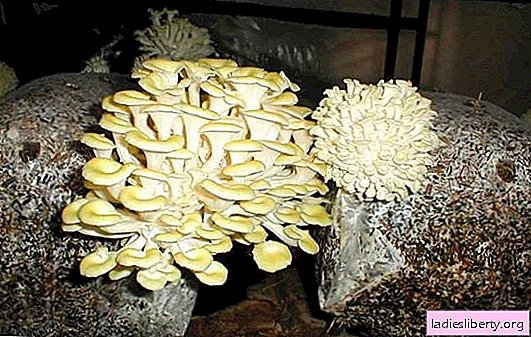 Growing mycelium of edible mushrooms - is it possible to make it at home? How to get high quality mycelium yourself