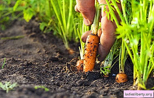 Cultiver des carottes, c'est facile! Manières de semer des carottes, soins ultérieurs, principales maladies et ravageurs de la racine