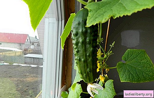 Cultiver des concombres sur le rebord de la fenêtre en hiver. Comment obtenir une récolte de concombres dans l'appartement: sélection des graines, vinaigrette et formation de brousse