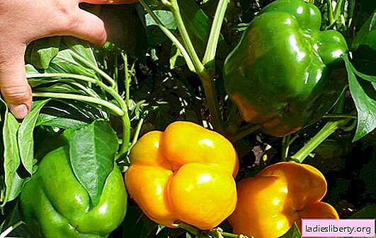 Groeiende peper - geduld en werk! Voorwaarden voor het verkrijgen van sterke zaailingen van peper, methoden voor het planten en verzorgen van planten