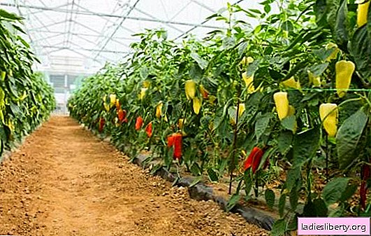 Growing pepper in a greenhouse is an interesting activity. How to grow pepper in a greenhouse: variety selection, watering, top dressing