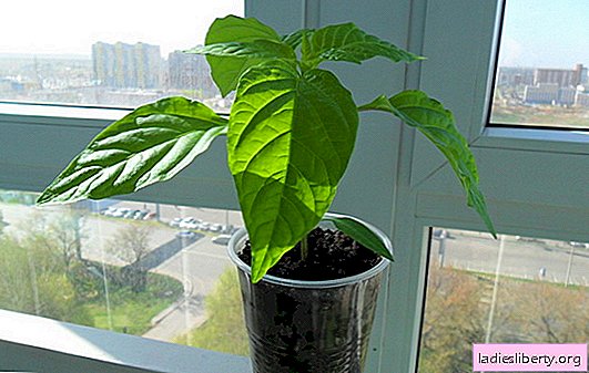 Growing pepper seedlings at home - all secrets. With diligence, we grow excellent seedlings of pepper at home