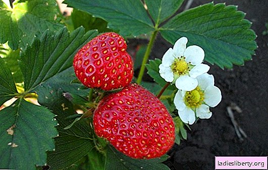 Growing remontant strawberries (photo): variety selection, soil preparation, proper care. The fruiting of a strawberry