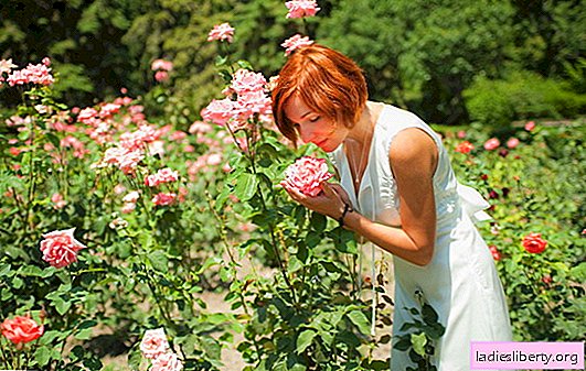 Growing roses: planting methods, caring for a rose. Features of growing roses at home, in greenhouses, on the site