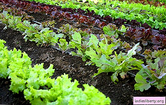 Växande sallad på sajten. Sätt att odla saftiga salladgrönsaker, få goda utbyten, toppdressing och skötsel
