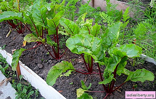 Growing beets: sowing, planting seedlings, care. What you need to know for the successful cultivation of beets - the secrets of experienced gardeners