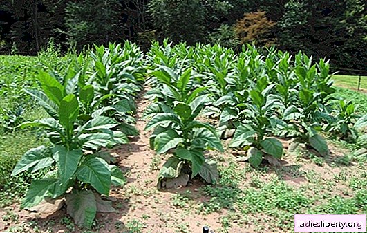 Tabakas audzēšana smēķēšanai personīgajā zemes gabalā, šķirnes. Smēķējamās tabakas iegūšanas process, žāvēšana un izejvielu sagatavošana
