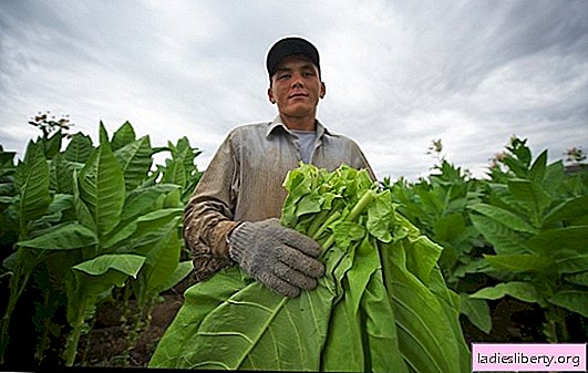 Tobacco growing: planting, care, pest control. Which variety is suitable for growing tobacco at home?