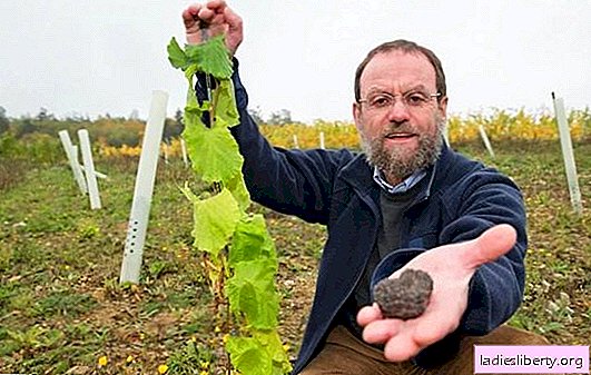 Truffle cultivation is a profitable business. How to grow truffles in open ground and a greenhouse: technology secrets