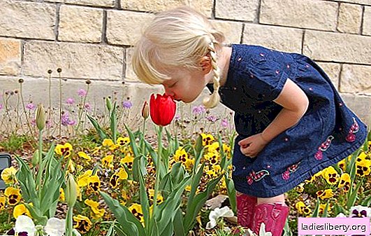Cultivo de tulipanes en campo abierto: alegrías de primavera. ¿Qué condiciones son importantes para observar al cultivar tulipanes?