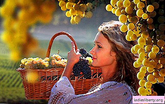 Cultivo de uvas: plantio, cuidado, controle de pragas. Dicas de produtores experientes para produtores