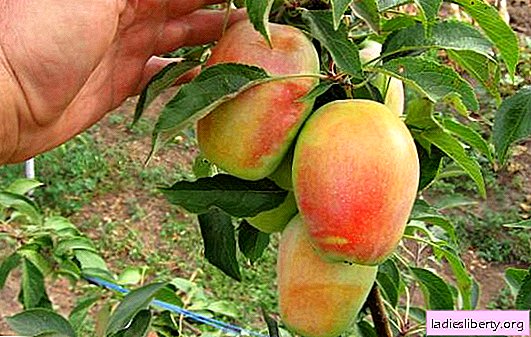 Cultivation of apple trees Sinap: varieties of varieties, their features. Tips for caring for the Sinap apple tree: the proper planting of the variety, pruning and feeding