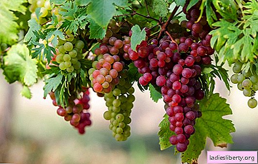 Wysokowydajne winogrona dla smakoszy: opis i odmiany mieszańca. Subtelności sadzenia winogron „Gourmet” i dbałość o różnorodność