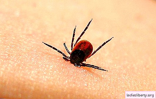 Warning: the tick season has begun! Tick-borne rickettsiosis: causes of development, symptoms, methods of diagnosis and treatment