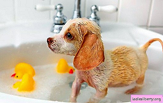 Waterprocedures: hoe een puppy te wassen, wat en waarom. Vanaf welke leeftijd en hoe vaak kun je je puppy wassen