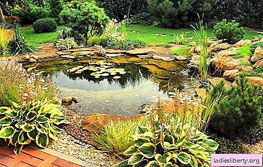 Pond on the site: luxury or necessity? Varieties of country ponds and the secrets of their device on the site