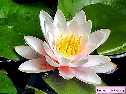 Water lily (water lily) - medicinal properties and use in medicine