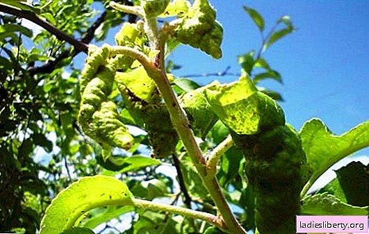Pear pests: photos, descriptions, consequences of their spread. Principles and recipes for the destruction of aphids on pear with the help of chemistry and folk remedies