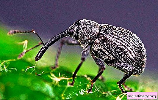 Strawberry pests: how to deal with weevil, than to process plantings. Folk remedies for processing strawberries from weevil