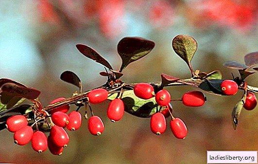 All about barberry - the benefits of berries and leaves of a plant in everyday kitchen and in nutrition. What is especially hidden in the composition of barberry