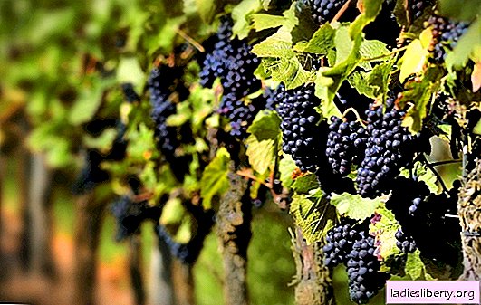 Tudo sobre os benefícios das uvas pretas e as características de seu uso. O que irá resultar na adição de uvas para todos os dias e dieta
