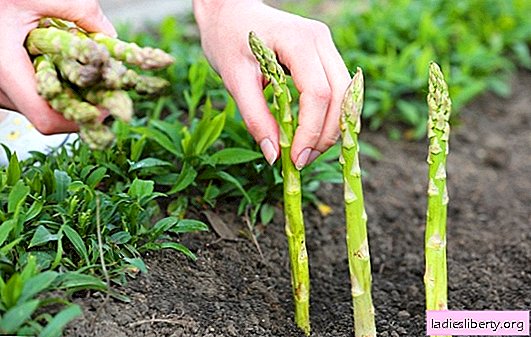 Pour Louis XIV, les asperges étaient cultivées en serre. Asperges: faire pousser de la nourriture royale dans votre chalet d'été
