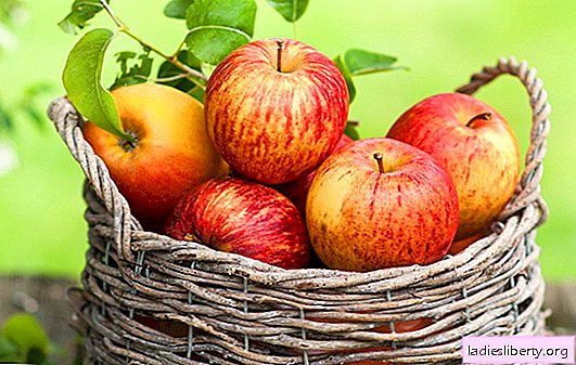 Maçãs: benefício e dano, conteúdo calórico. Maçãs assadas e maçãs secas: propriedades úteis, indicações e contra-indicações