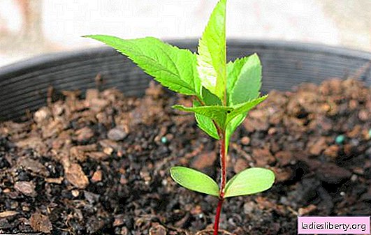 Apple tree from seed - how to grow your favorite apple tree? Obtaining a healthy apple seedling from a seed and methods for caring for it
