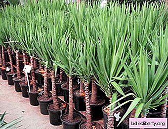 Yucca - cultivation, care, transplant and reproduction