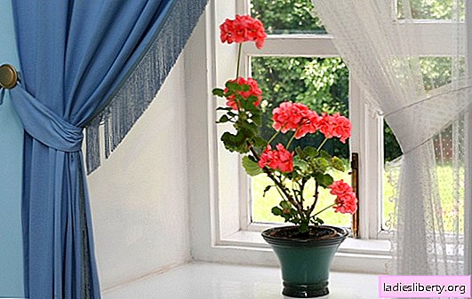 Denk je aan de voordelen van geranium in een huis voordat je het op een raam zet? Geranium is een speciale plant, je kunt zowel voordeel als schade krijgen