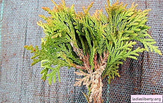 Thuja has dried up - why and what can be done? The reasons why the thuja dry up: improper watering, disease, place of planting