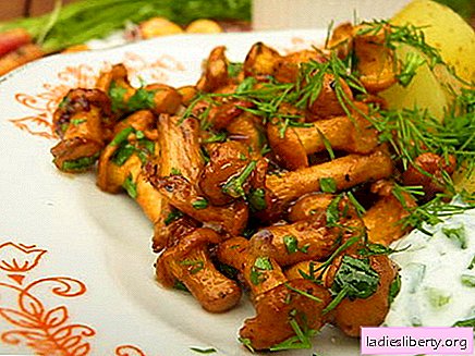 Les champignons frits sont les meilleures recettes. Comment faire cuire les champignons frits correctement et savoureux.