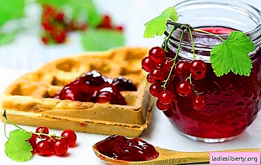 Redcurrant jelly is a bright and healthy dessert. The best recipes of red currant jelly with cottage cheese, cream, milk, wine