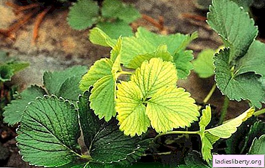 Strawberry leaves turn yellow - the crop dies! Why strawberry leaves turn yellow: look for reasons, decide what to do