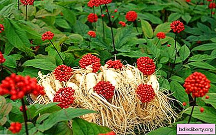 Ginseng - medicinal properties and applications in medicine