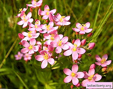 Centaury - medicinal properties and applications in medicine