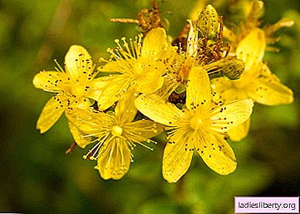 St. John's wort - medicinal properties and use in medicine